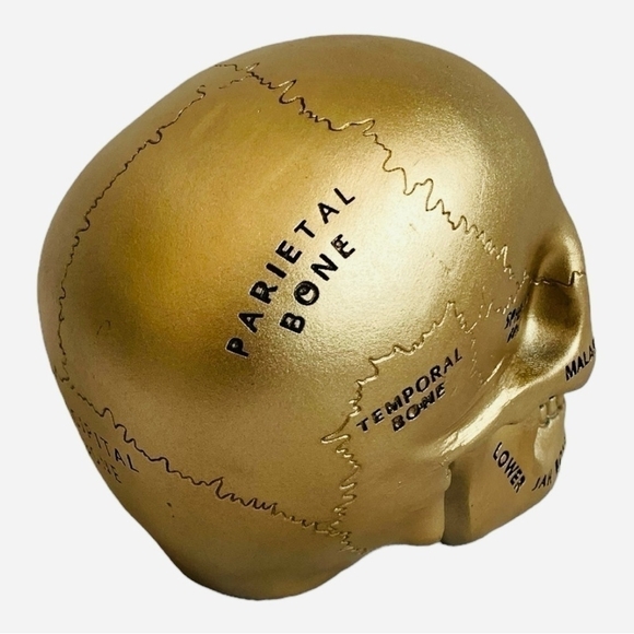 Paranormal Skull ASHLAND Gold Pentagram Map Skull Statue Halloween Witches Lair - Picture 5 of 7